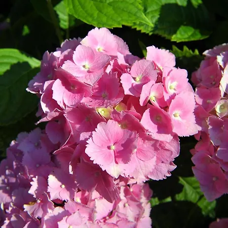 La Colonica Ferienhaus