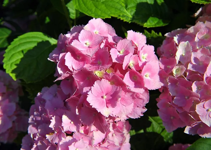 La Colonica Ferienhaus